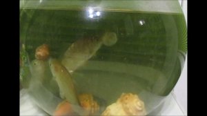 Супер Насадка для рыбалки по Холодной воде.Карась её не упустит.Рыболовные секреты.Насадка на карпа