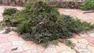 Можжевельники в саду.  Можжевельники и веткоизмельчитель!