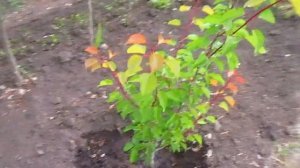 Если молодое дерево высыхает.