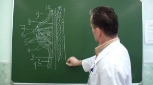 Топографическая анатомия передней стенки грудной клетки