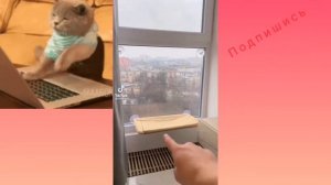 ЗЛАЯ СОБАКА В ТИК ТОК!!ШОК