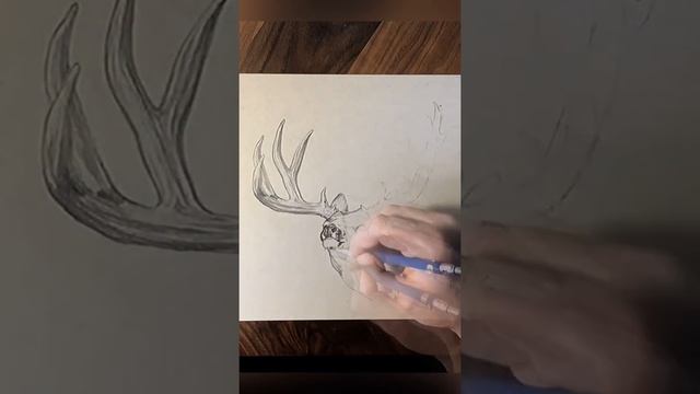 Mule deer sketch using graphite and white charcoal on toned gray paper.