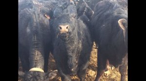 Опрыскиватель KUHN ALTIS 2002 + PF