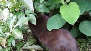 Клип про Асю (кошку :))
