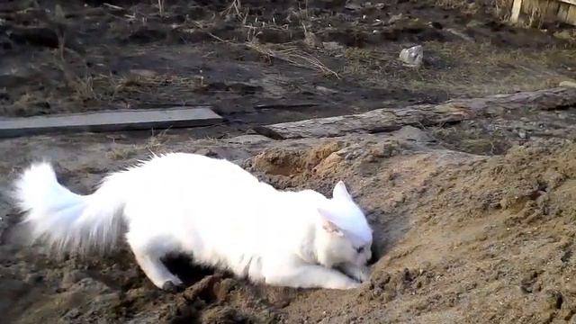 Первый весенний день котов на даче. смотреть онлайн