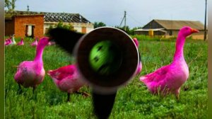 grəən oräňgę - РОЗОВЫЙ ГУСЬ(REMIX)