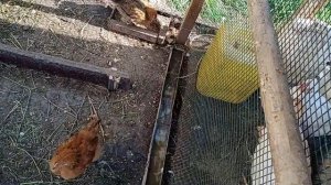 Курятник на 20 кур