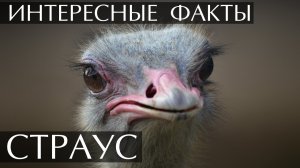 Страус. Интересные факты