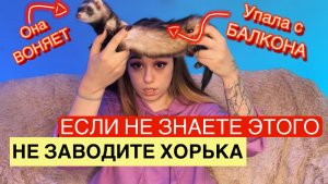 ПОЧЕМУ НЕЛЬЗЯ ЗАВОДИТЬ ХОРЬКА?