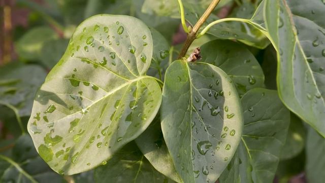 Syringa vulgaris - Common Lilac смотреть онлайн