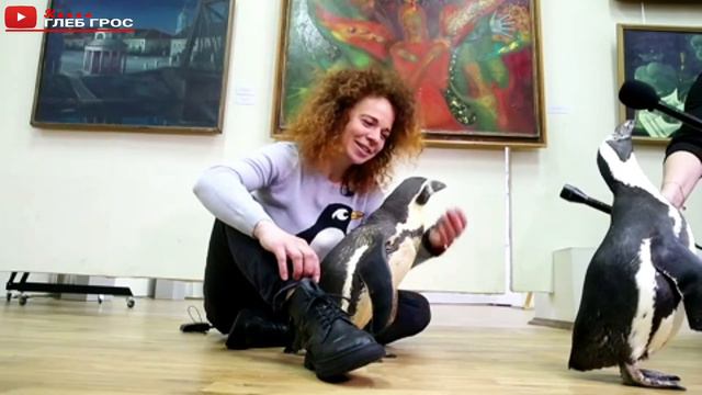 Пингвины циркового шоу "Ласта-Рика" посетили Брянский областной художественный музей