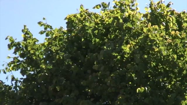 Sony HDR-HC1 Footage смотреть онлайн