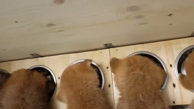 Щенки Акита ину Волгоград. ЗАВТРАК У РЫЖЕЙ МАЛЫШНИ!!! смотреть онлайн