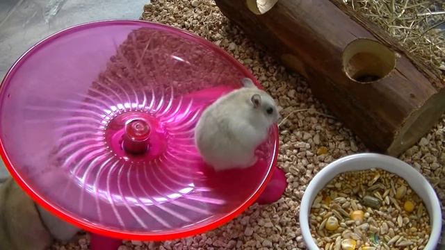 У НЛО тарелки летающие, а у хомяков - беговые! смотреть онлайн