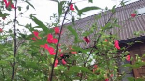 Отдых в Веселовке. Ложка дегтя в бочке с медом. База отдыха «Солнечный остров».