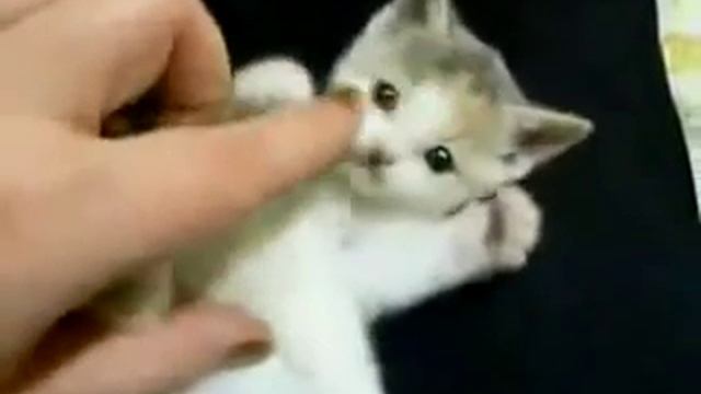 крошечный ласковый котенок смотреть онлайн