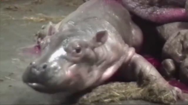 Бегемот Рожает Красивого Малыша смотреть онлайн