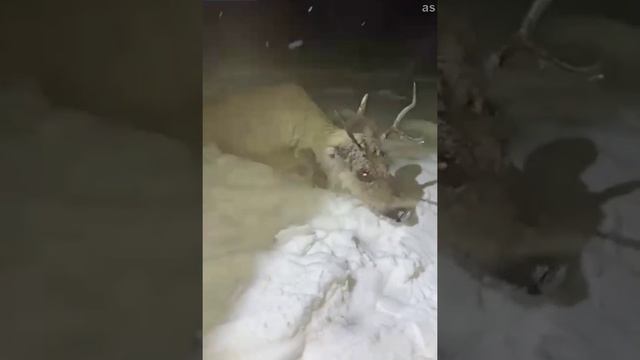 В Бурятии спасли дикого оленя, тонувшего в Байкале