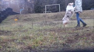 Australian shepherd tricks