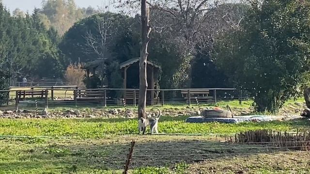 İzmir Doğal Yaşam Parkı | Измирский Парк Дикой природы | Izmir Wildlife Park смотреть онлайн