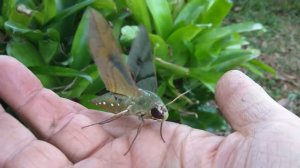 Sphinx Moth Reving Up For Take Off