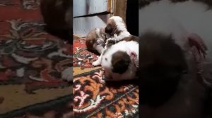 щенки сенбернара .на видео 20 дней.продажа