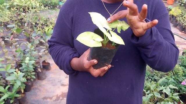 Can Buy Variety Plants Through Online#LoveMyPlants-SreekalaRibu