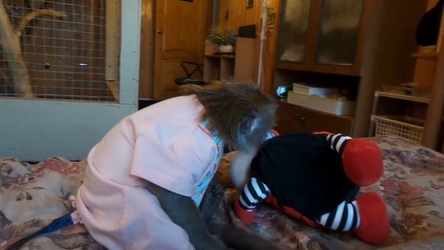 Яванская макака Маша смотреть онлайн