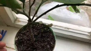 Цветение мандарина ( прививка мандарина на лимон)