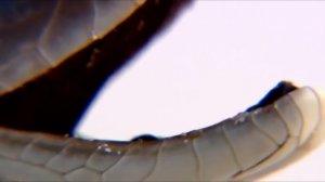 Самая быстрая ядовитая змея в мире ЧЕРНАЯ МАМБА !