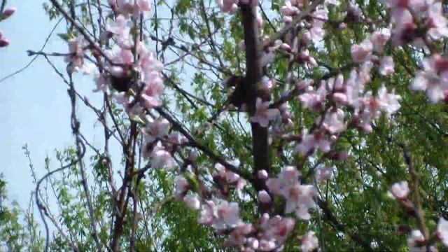 Цветение дикого персика смотреть онлайн