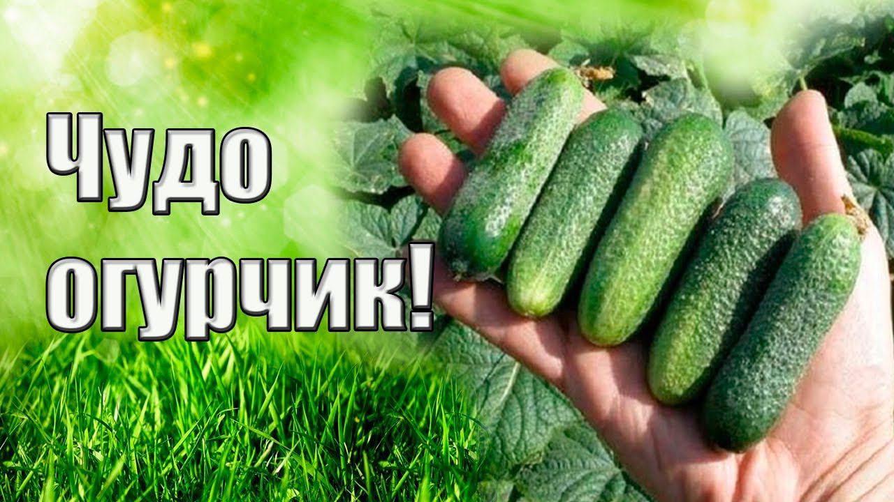 Идеальный огурец для дачи