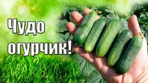 Идеальный огурец для дачи