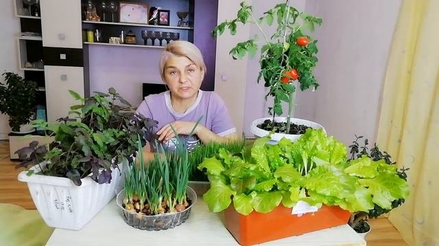 Что можно вырастить на своих подоконниках зимой? Простые, но очень нужные советы.