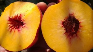 Нектарин Нектароза. Nectarine Nectarose. Перші плоди. Огляд від Максі Сад