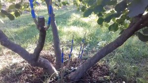 Фундук Трапезунд.Изменение сорта старого куста и корневой поросли.