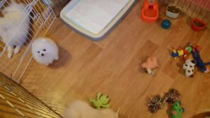 белые померанцы питомник "Рус хаус Ворхут"