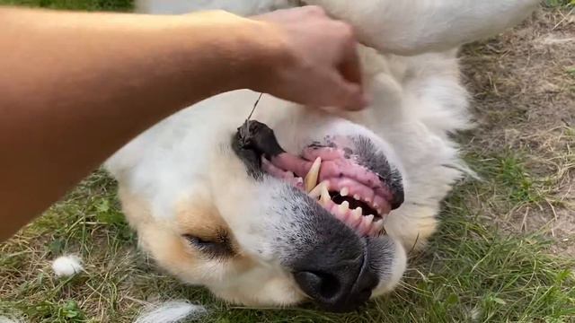 Алабай) наша собака) смотреть онлайн