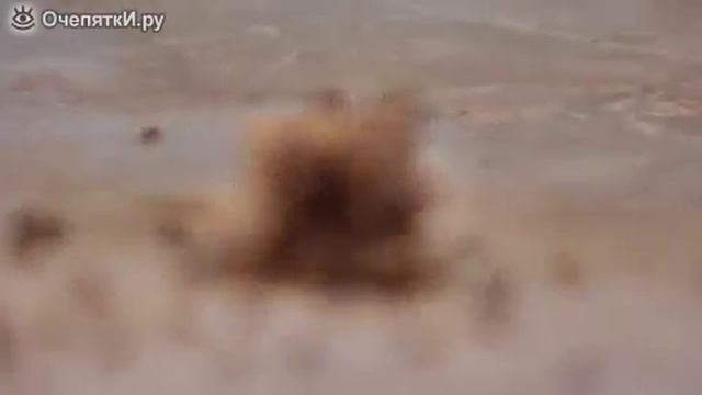 Муравьи тащат сухарь смотреть онлайн