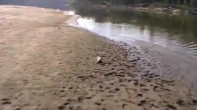 Чумыш Вова и Судак смотреть онлайн