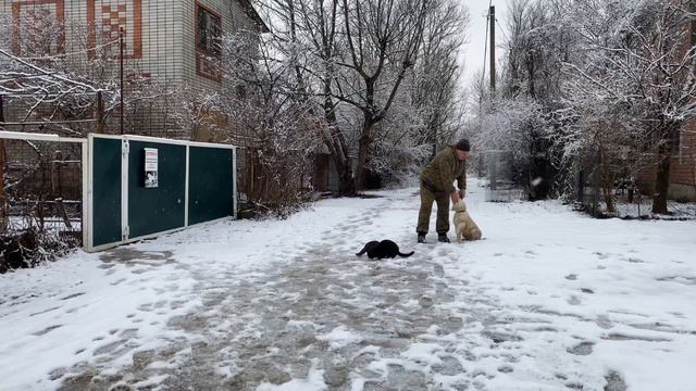 Маремма-абруццкая овчарка 35 месяца Шейх! Отработка команды ко мне четвертый день занятий!