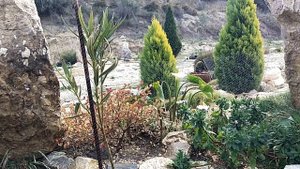 ЦВЕТЕТ САМШИТ.  ЛОРОПЕТАЛУМ -  ЧЕРНАЯ ЖЕМЧУЖИНА.  ЛАВАНДА И ДРУГИЕ