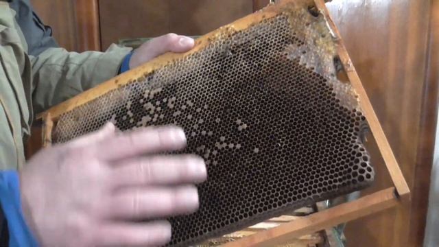 Пропала пчелиная семья, что делать дальше. смотреть онлайн