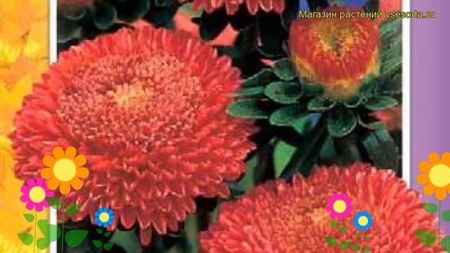 Астра помпонная Лососево-красная. Краткий обзор, описание характеристик Pomponnaya lososevo-krasnay смотреть онлайн