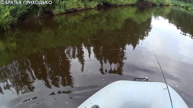 ПОЛЧИЩА КОМАРОВ И МОШКИ НИКАК НЕ СМОГЛИ ПОМЕШАТЬ СУМАСШЕДШЕМУ КЛЕВУ / ХАРИУС / ЩУКА / ОКУНЬ / ЯЗЬ смотреть онлайн