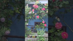 Начало цветения плетистых роз. Май 2023 г.