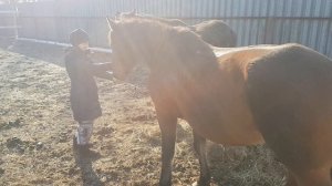 ГЛИСТОГОНИМ ЛОШАДЬ от личинок оводов / Лекарство от глистов для коней без инъекций