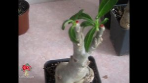 Всё о ЗИМОВКЕ адениумов в наших домах