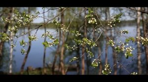 БЕТХОВЕН - ВЕСЕННЯЯ СОНАТА N 5, соч. 24