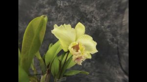 51. Orchids Time Lapse